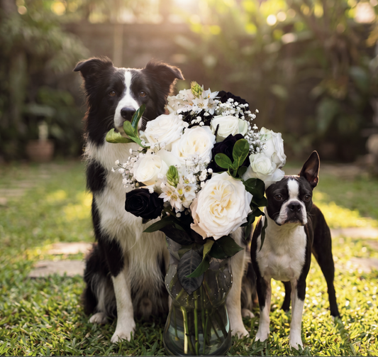 Dogs Collection
