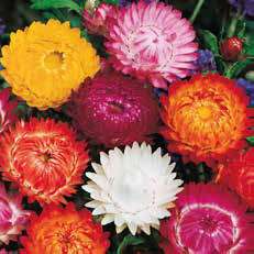 Grab Me! Large Arrangements (Case of 8) - Original
