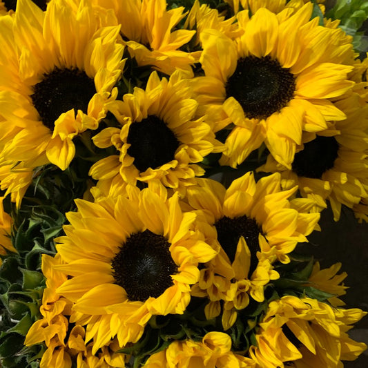 Sunflowers — Bold Focal Bloom (10-Stem Bunch)