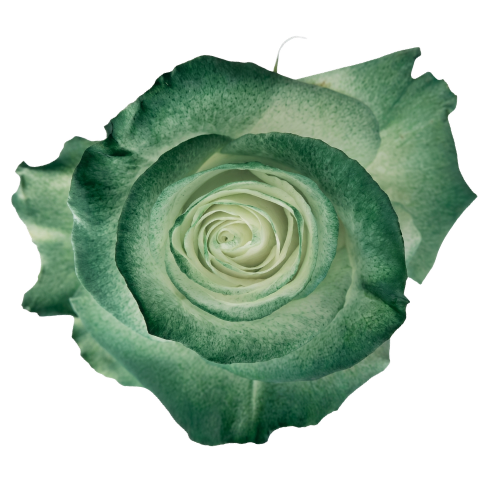St Patrick Mist