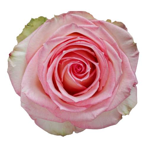 Esperance (Pink & Cream)