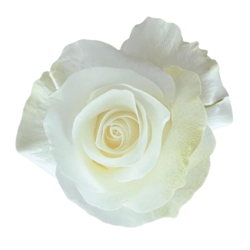 White Wind (White)