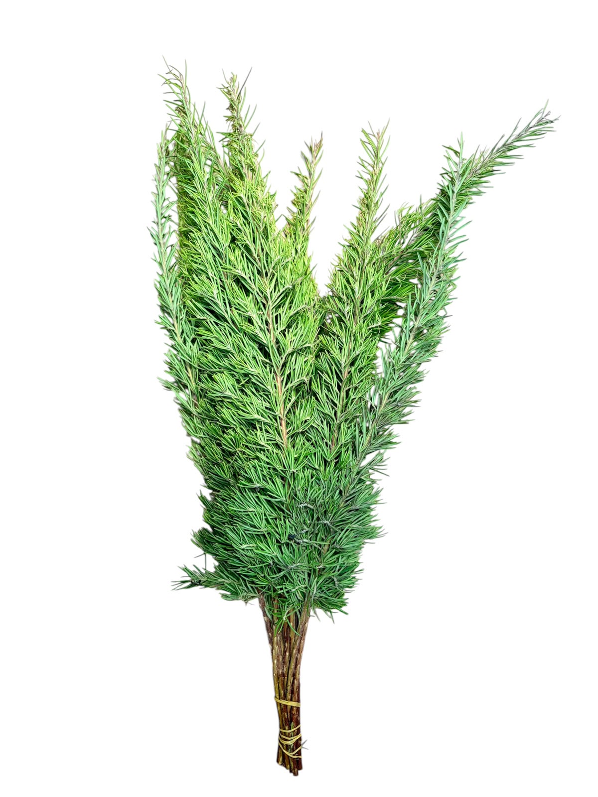 Grevillea — Fine Fern-Like Green (10-Stem Bunch)