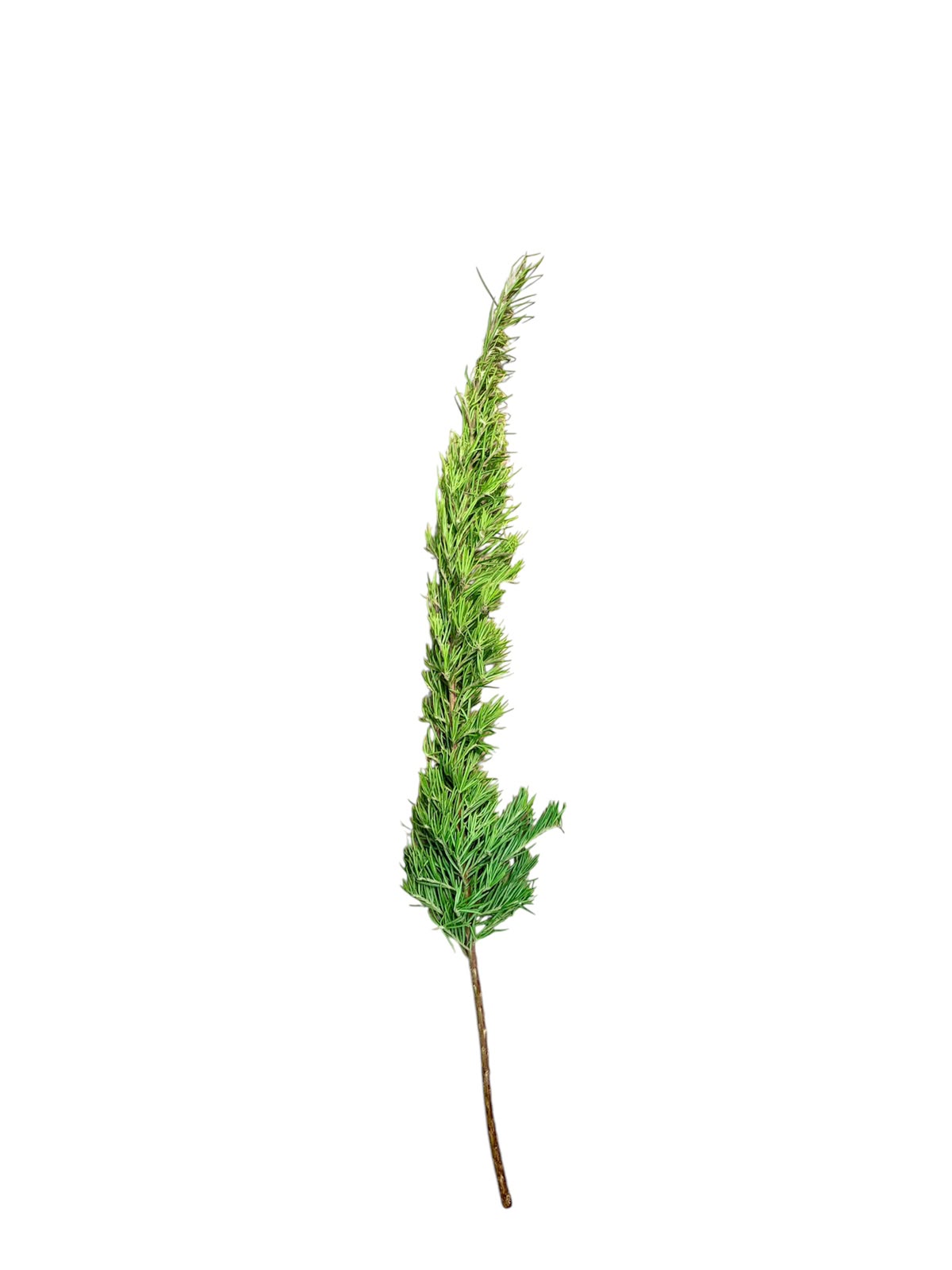 Grevillea — Fine Fern-Like Green (10-Stem Bunch)