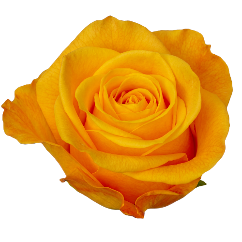 Aloha (Orange)