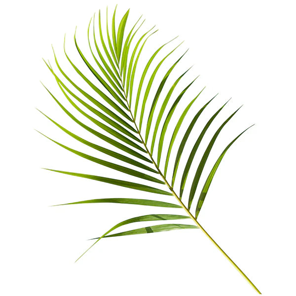Palm — Tropical Line Green (10-Stem Bunch)