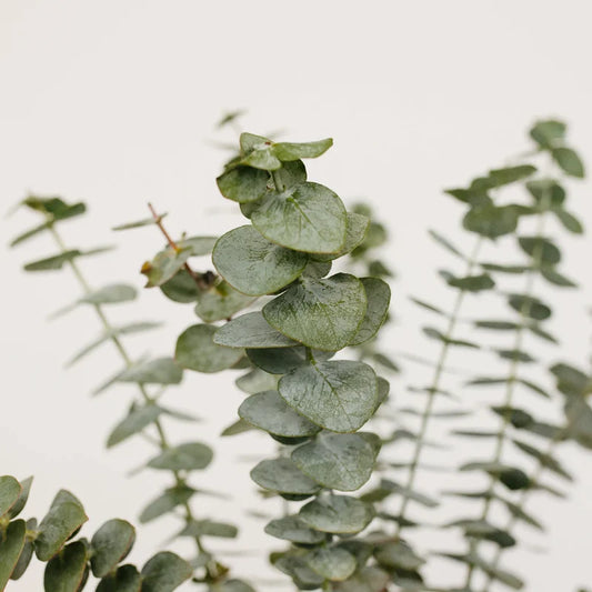 Seeded Eucalyptus — Textured Signature Greenery (10-Stem Bunch)
