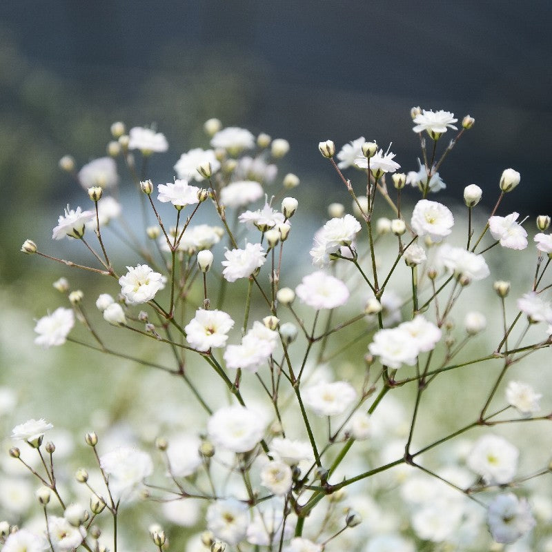 Gypsophila (Baby's Breath) — Classic Airy Filler (20-Stem Bunch)