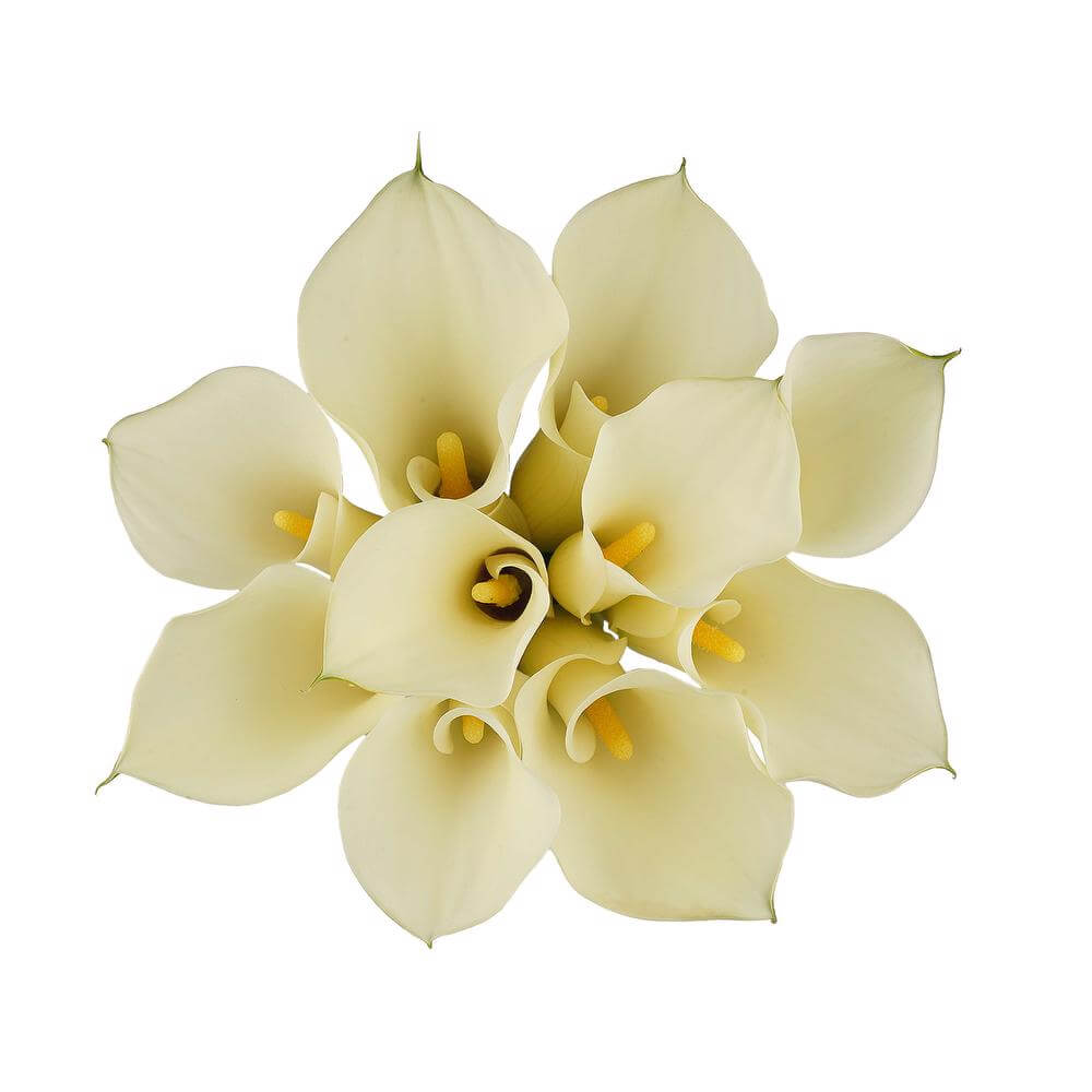 Mini Calas — Sculptural Trumpet Bloom (10-Stem Bunch)