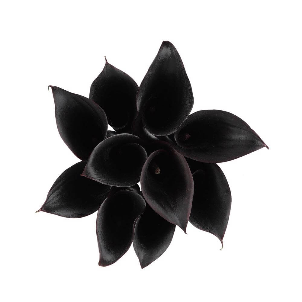 Mini Calas — Sculptural Trumpet Bloom (10-Stem Bunch)