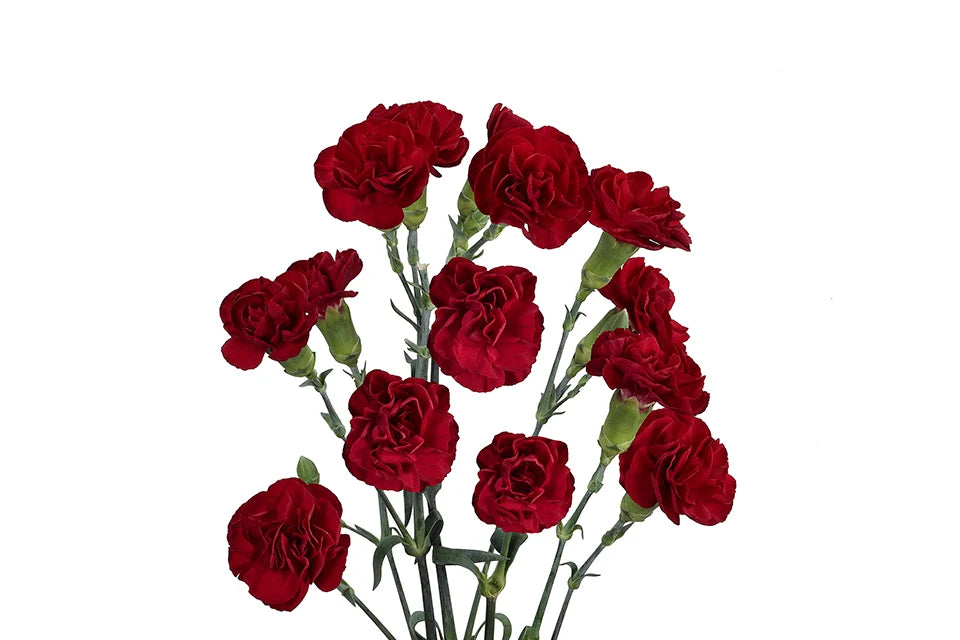 Mini Carnations — Spray Cluster Filler (10-Stem Bunch)