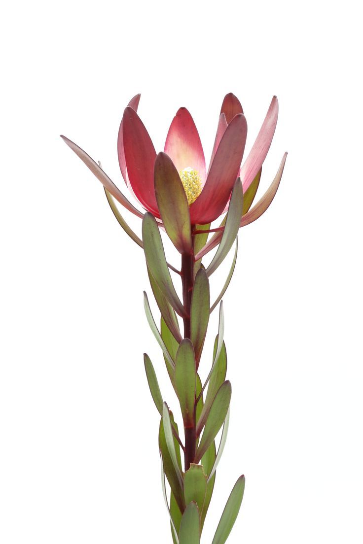 Proteas (Sunset Safari) — Exotic Pincushion Bloom (5 stem bunch)