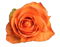 Grab Me! Large Arrangements (Case of 8) - Original