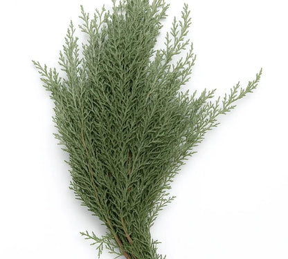 Cypress — Fragrant Structural Green (10-Stem Bunch)