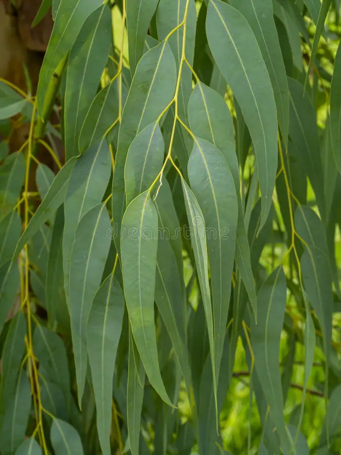 Eucalyptus Globulus — Fresh Greenery for Bouquets & Floral Designs