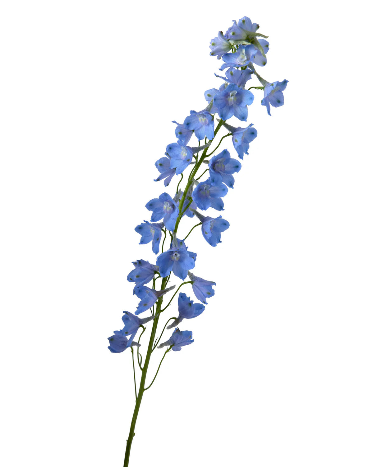 Delphinium — Tall Spire Filler (10-Stem Bunch)