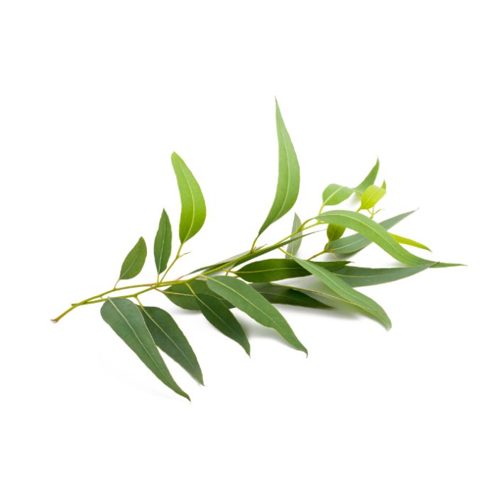 Eucalyptus Globulus — Fresh Greenery for Bouquets & Floral Designs