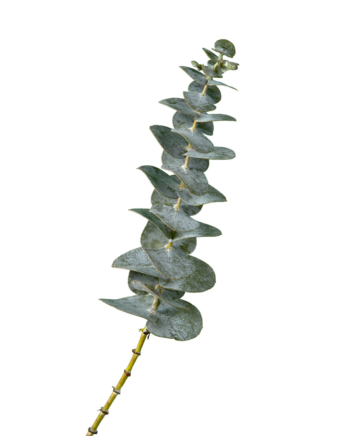 Baby Blue Eucalyptus — Premium Greenery for Bouquets & Floral Designs