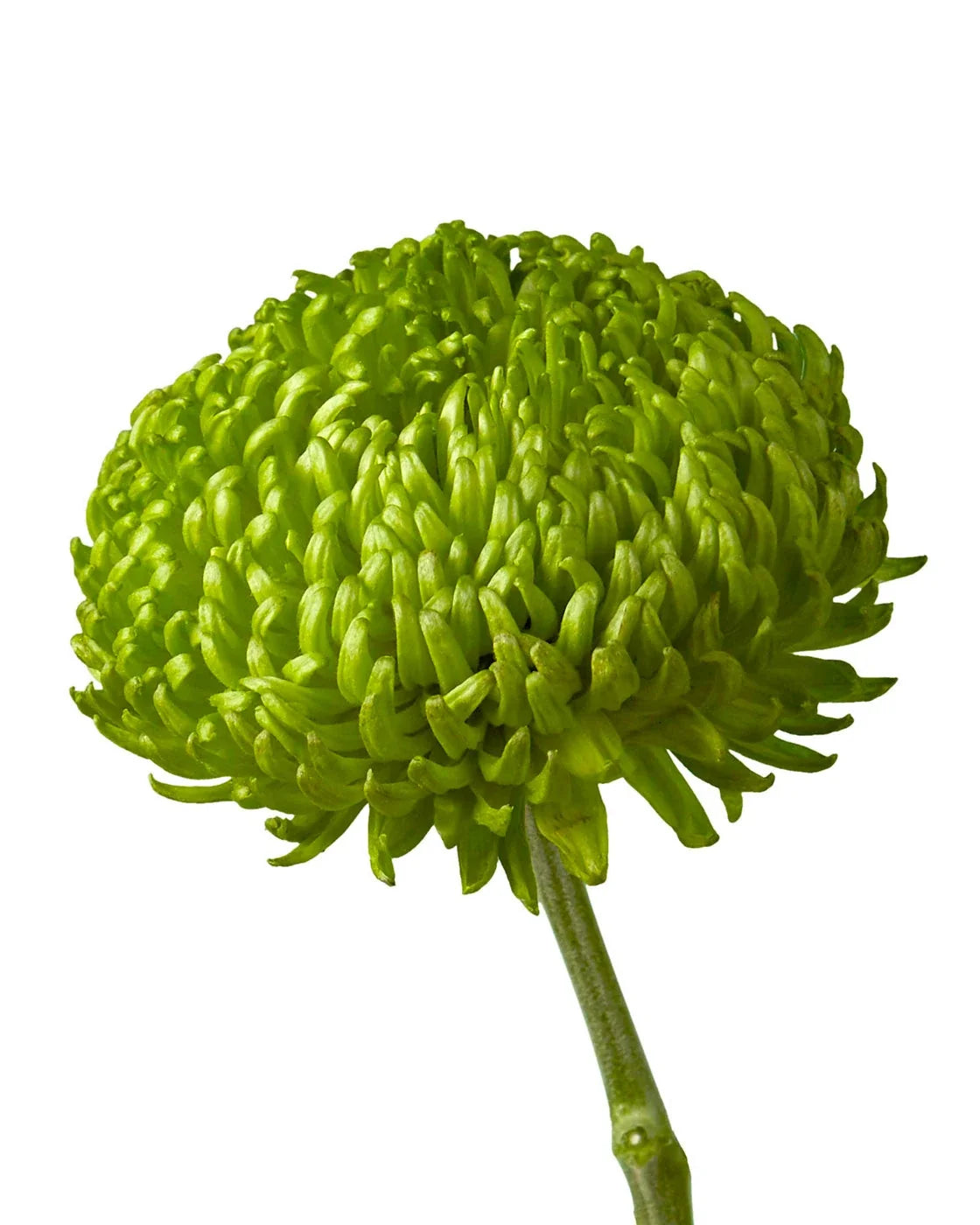 Chrysanthemum — Full Bloom Focal (10-Stem Bunch)