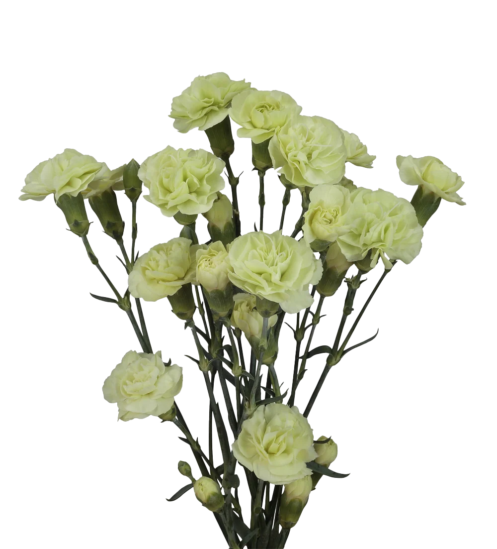 Mini Carnations — Spray Cluster Filler (10-Stem Bunch)