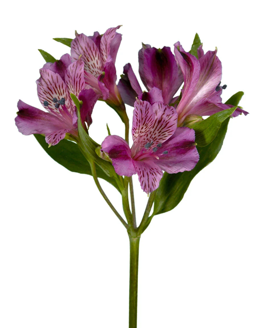Alstroemeria — Long-Life Filler (10-Stem Bunch)
