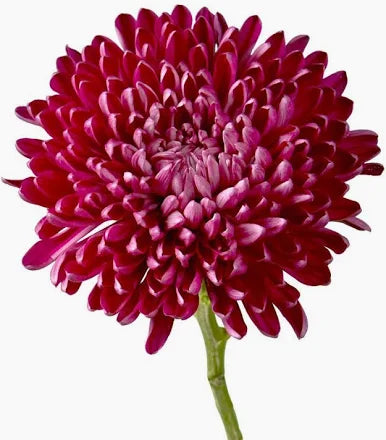 Chrysanthemum — Full Bloom Focal (10-Stem Bunch)