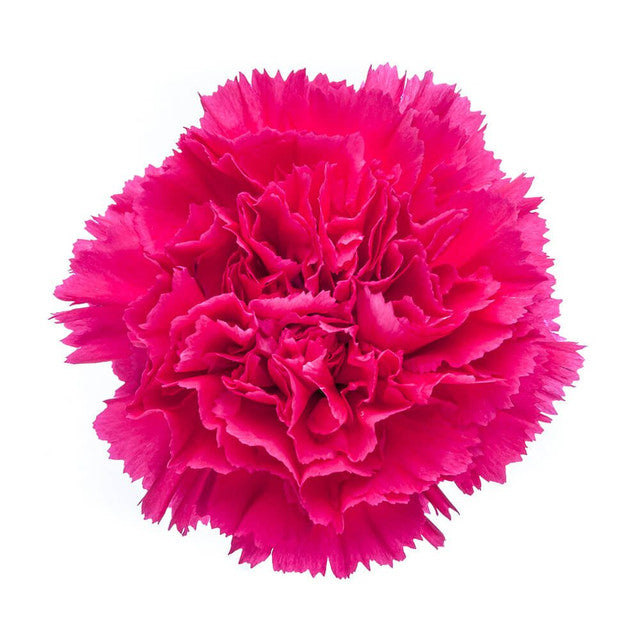 Carnations — Ruffled Classic Bloom (10-Stem Bunch)