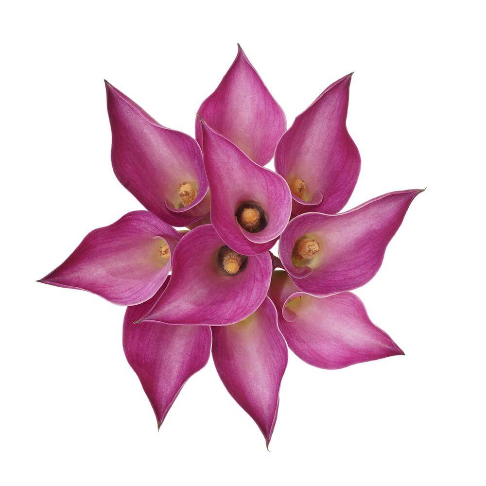Mini Calas — Sculptural Trumpet Bloom (10-Stem Bunch)
