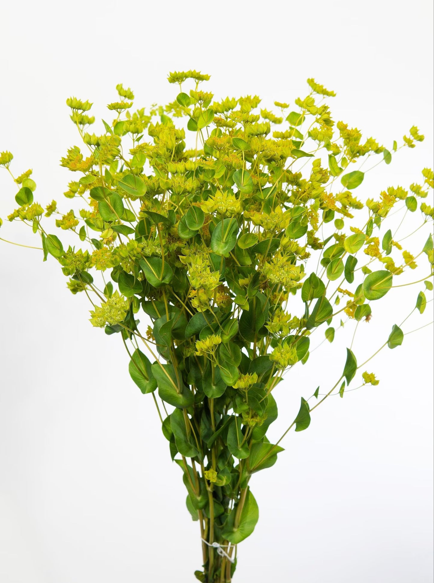 Bupleurum — Green Filler & Accent Flower (10-Stem Bunch)