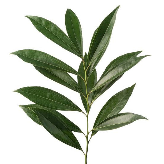 Cocculus — Lush Leafy Green (10-Stem Bunch)