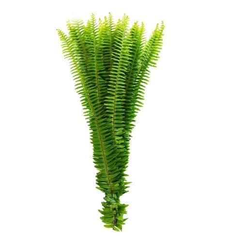 Helechos (Fern) — Classic Leafy Base Green (10-Stem Bunch)