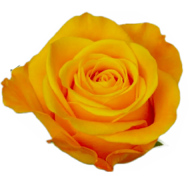 Aloha (Orange)