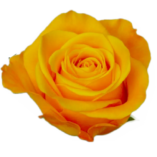 Aloha (Orange)