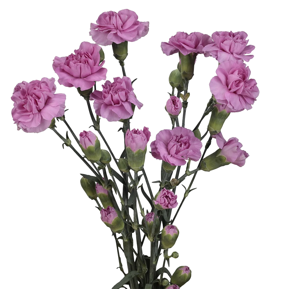 Mini Carnations — Spray Cluster Filler (10-Stem Bunch)