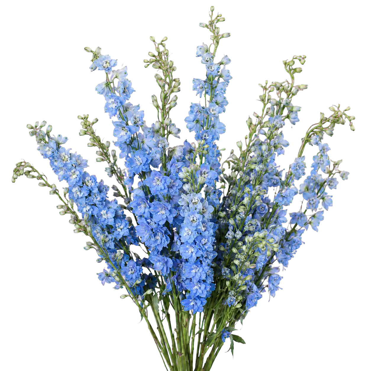 Delphinium — Tall Spire Filler (10-Stem Bunch)