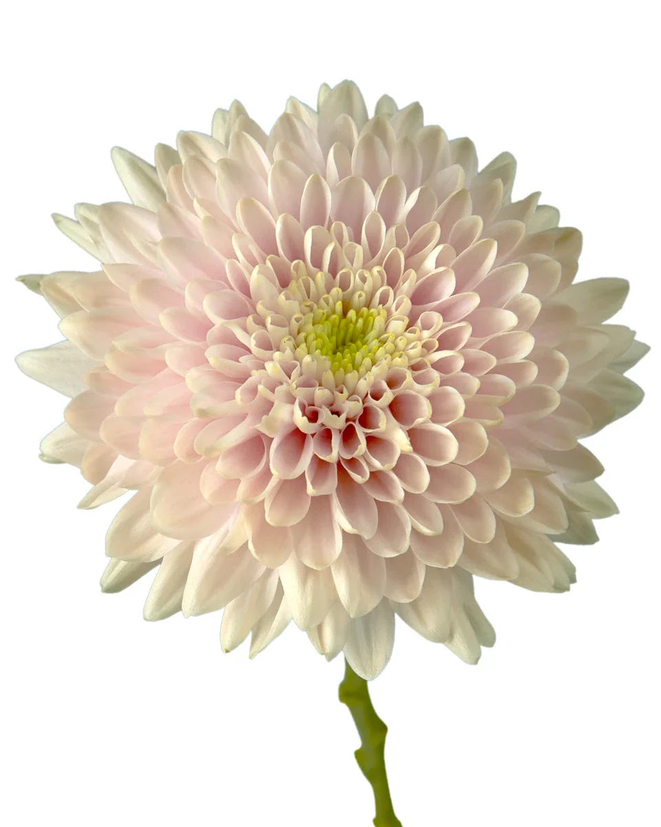 Chrysanthemum — Full Bloom Focal (10-Stem Bunch)
