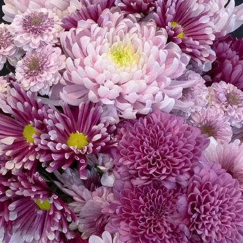 Chrysanthemum — Full Bloom Focal (10-Stem Bunch)