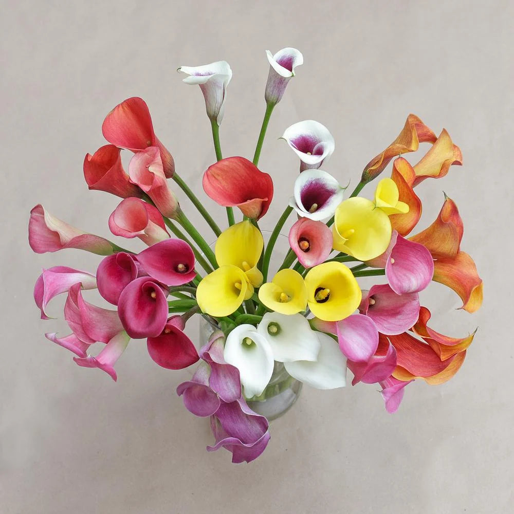 Mini Calas — Sculptural Trumpet Bloom (10-Stem Bunch)