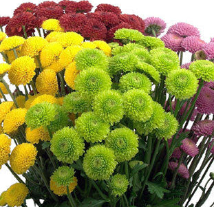 Pompón — Round Button Filler (10-Stem Bunch)
