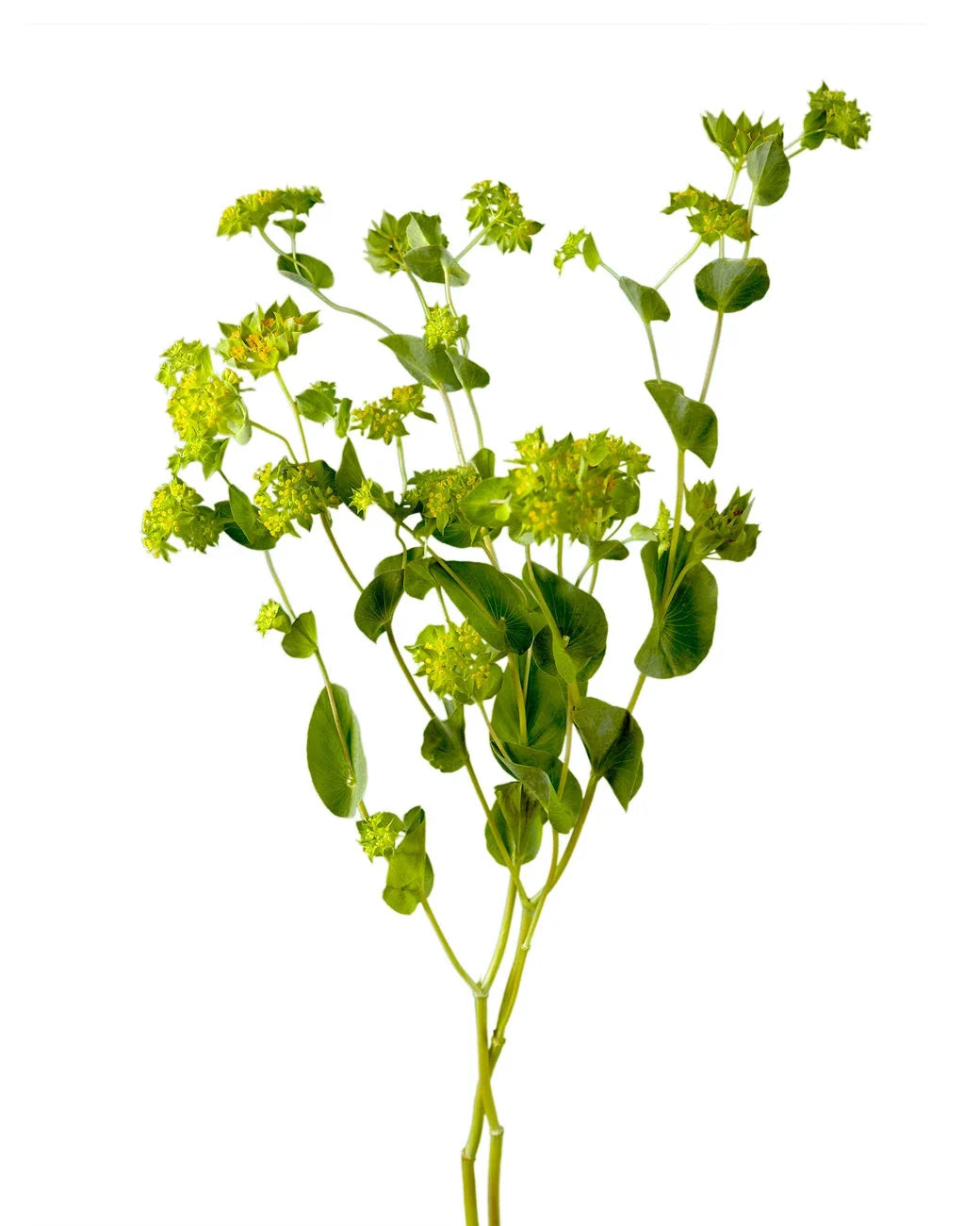 Bupleurum — Green Filler & Accent Flower (10-Stem Bunch)