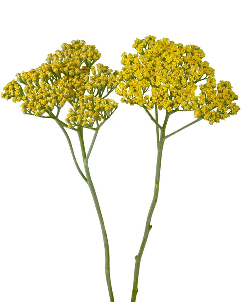 Yarrow — Flat-Top Cluster Filler (10-Stem Bunch)