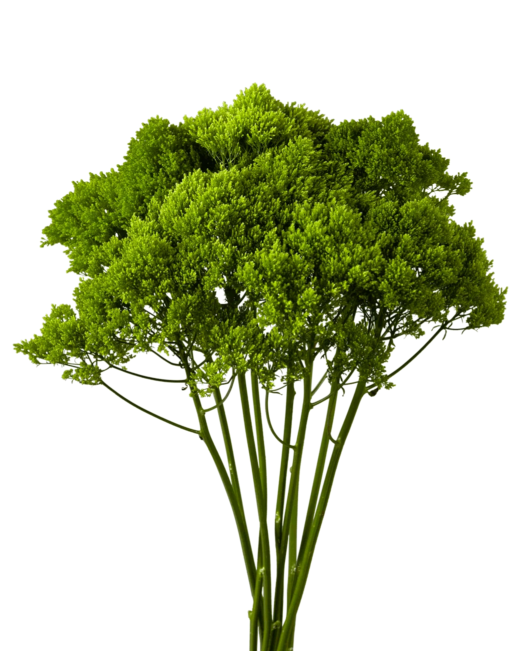 Trachelium (Green) — Umbrella Cluster Filler (10-Stem Bunch)