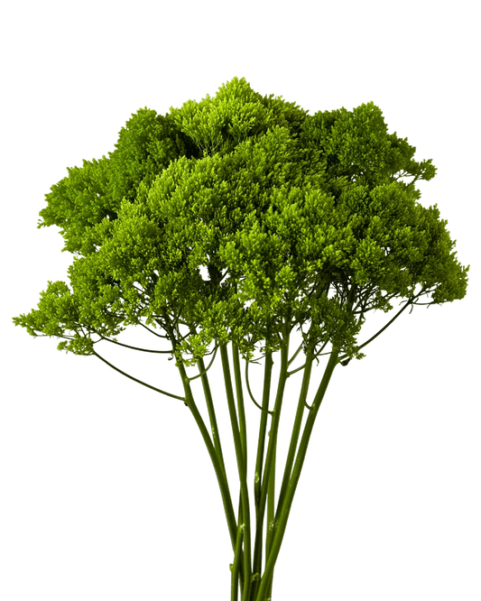 Trachelium (Green) — Umbrella Cluster Filler (10-Stem Bunch)