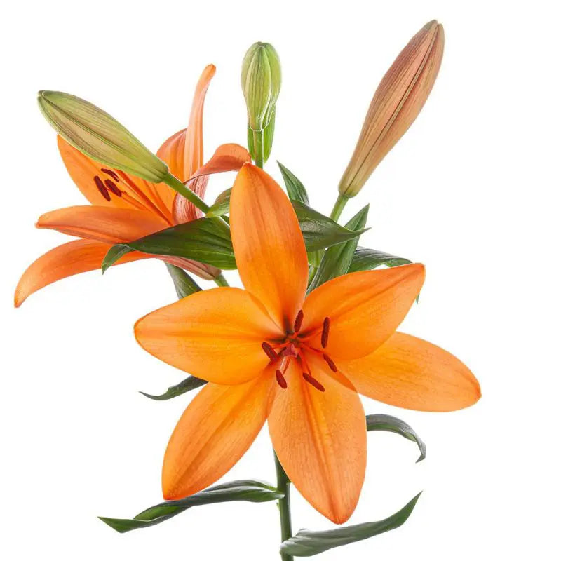 Lilies — Multi-Bloom Focal Stem (10-Stem Bunch)