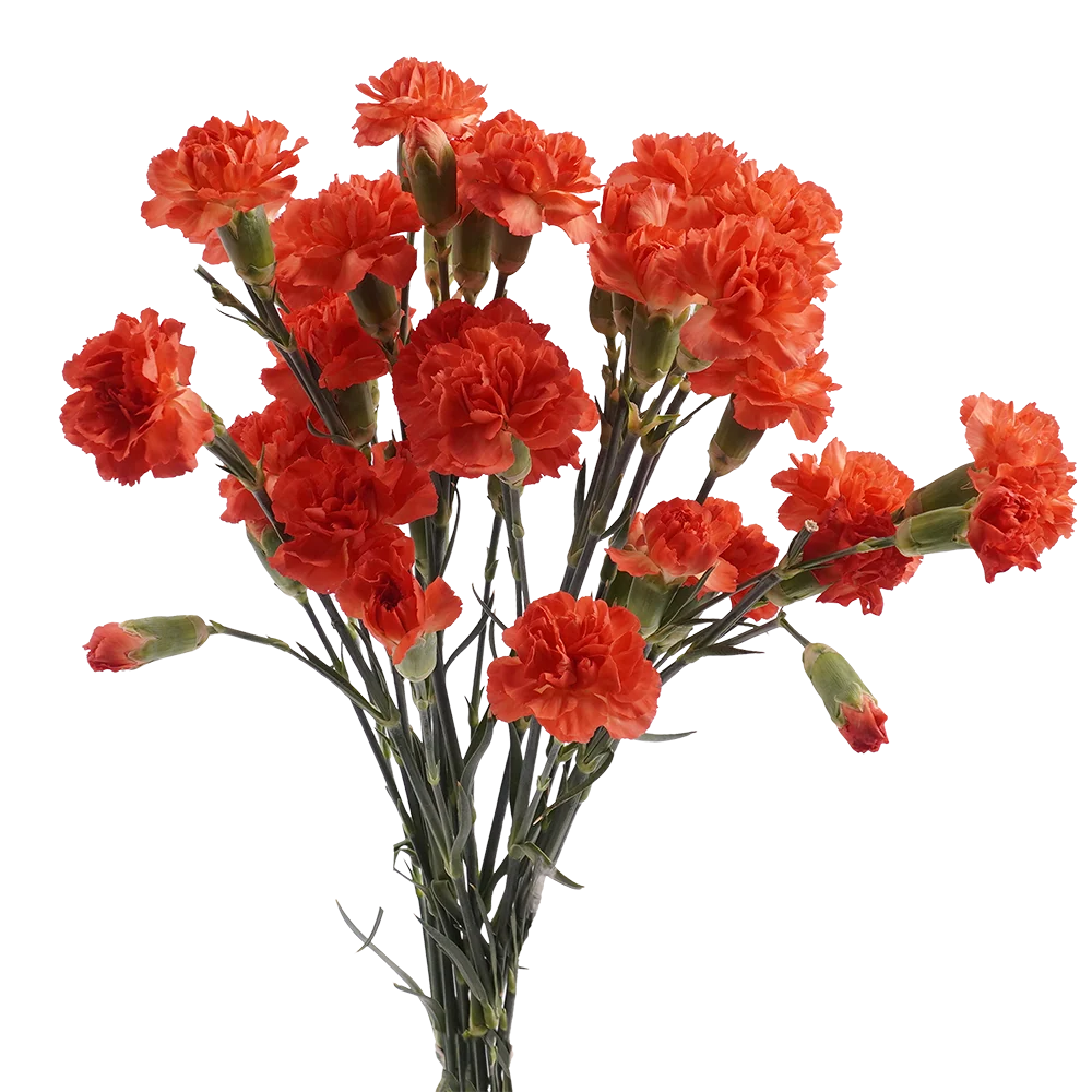 Mini Carnations — Spray Cluster Filler (10-Stem Bunch)