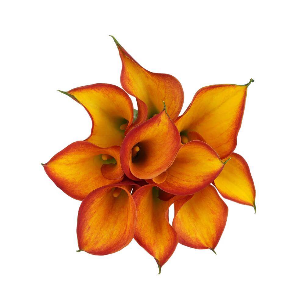 Mini Calas — Sculptural Trumpet Bloom (10-Stem Bunch)