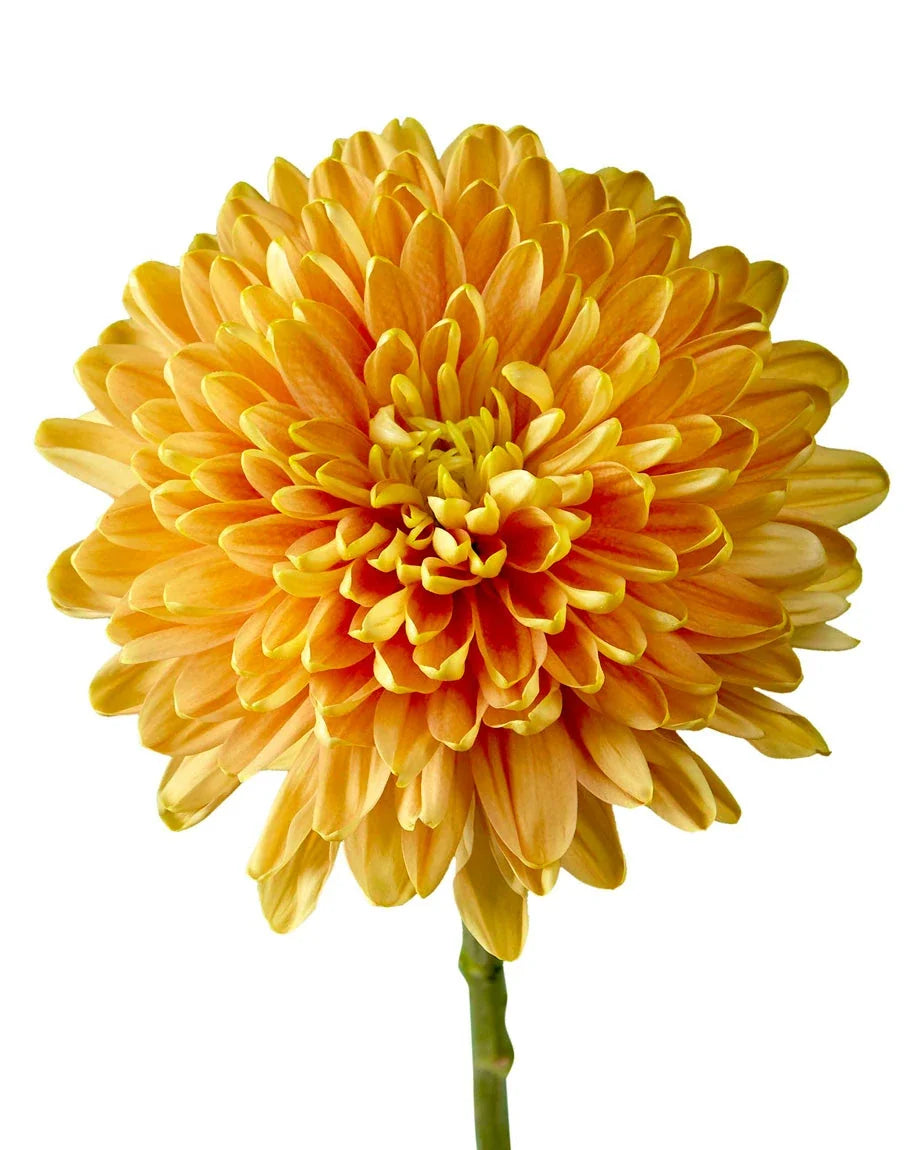 Chrysanthemum — Full Bloom Focal (10-Stem Bunch)