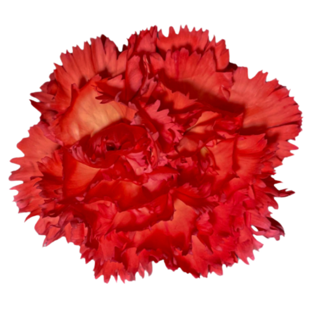 Carnations — Ruffled Classic Bloom (10-Stem Bunch)