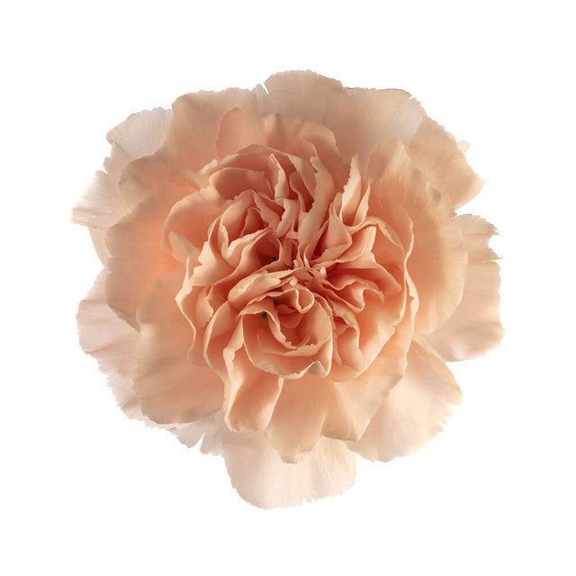 Carnations — Ruffled Classic Bloom (10-Stem Bunch)
