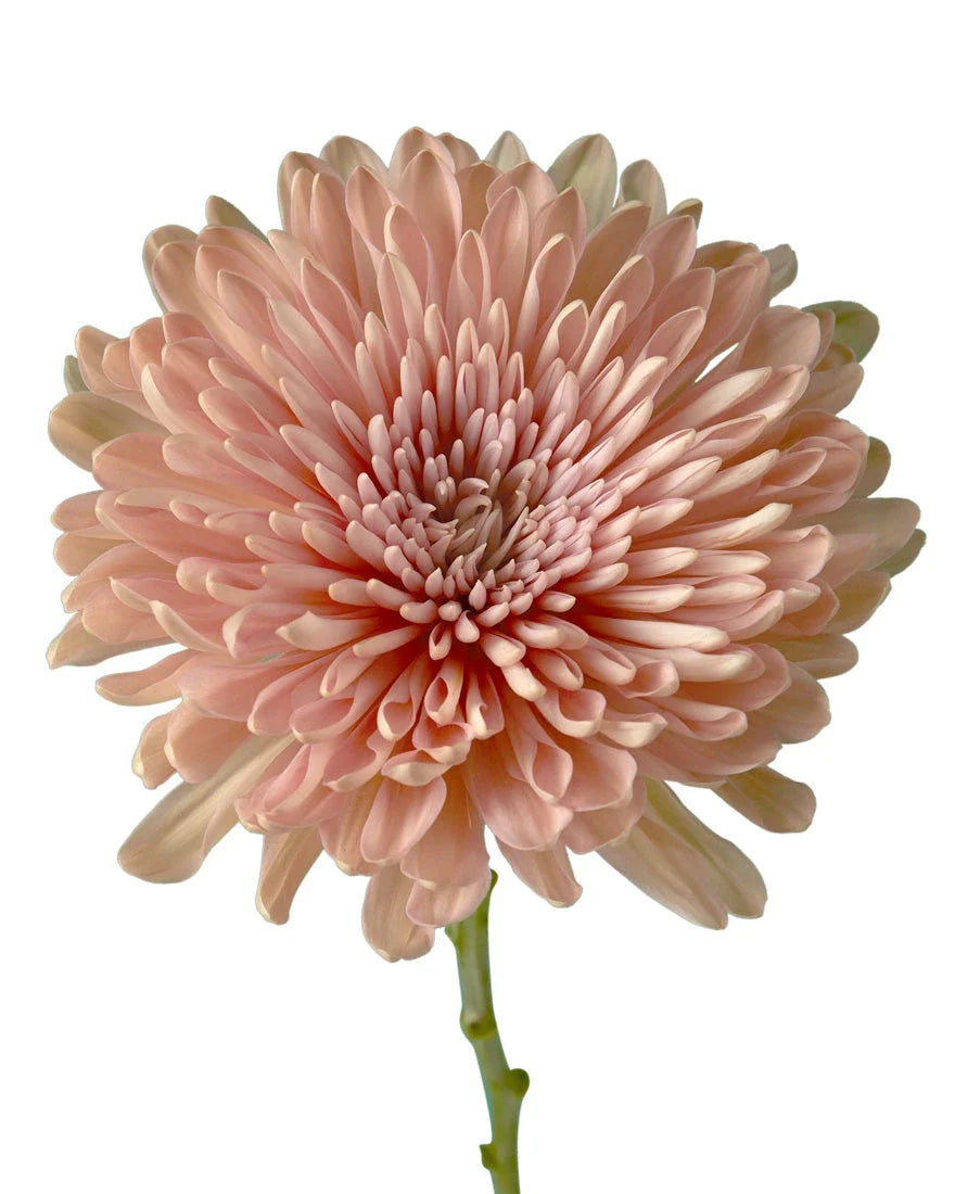 Chrysanthemum — Full Bloom Focal (10-Stem Bunch)